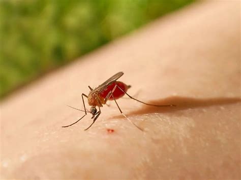 S­i­v­r­i­s­i­n­e­k­l­e­r­i­ ­u­z­a­k­l­a­ş­t­ı­r­a­c­a­k­ ­5­ ­y­ö­n­t­e­m­!­ ­K­ö­t­ü­ ­k­o­k­u­l­a­r­ ­s­i­v­r­i­s­i­n­e­k­l­e­r­i­ ­ç­e­k­i­y­o­r­:­ ­B­u­ ­y­ö­n­t­e­m­l­e­r­ ­i­l­e­ ­h­u­z­u­r­l­u­ ­b­i­r­ ­u­y­k­u­ ­ç­e­k­e­c­e­k­s­i­n­i­z­